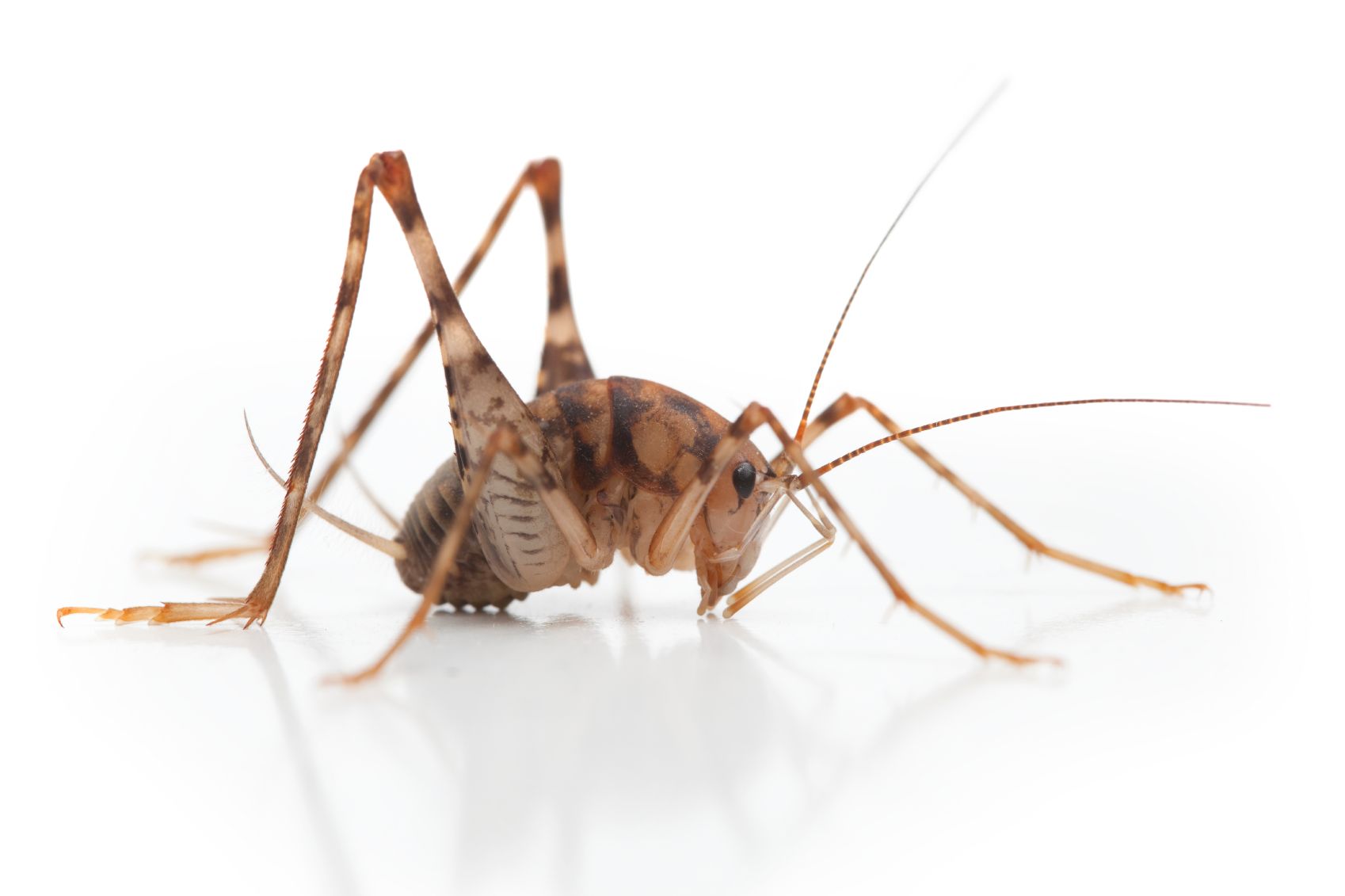 Greenhouse Camel Cricket